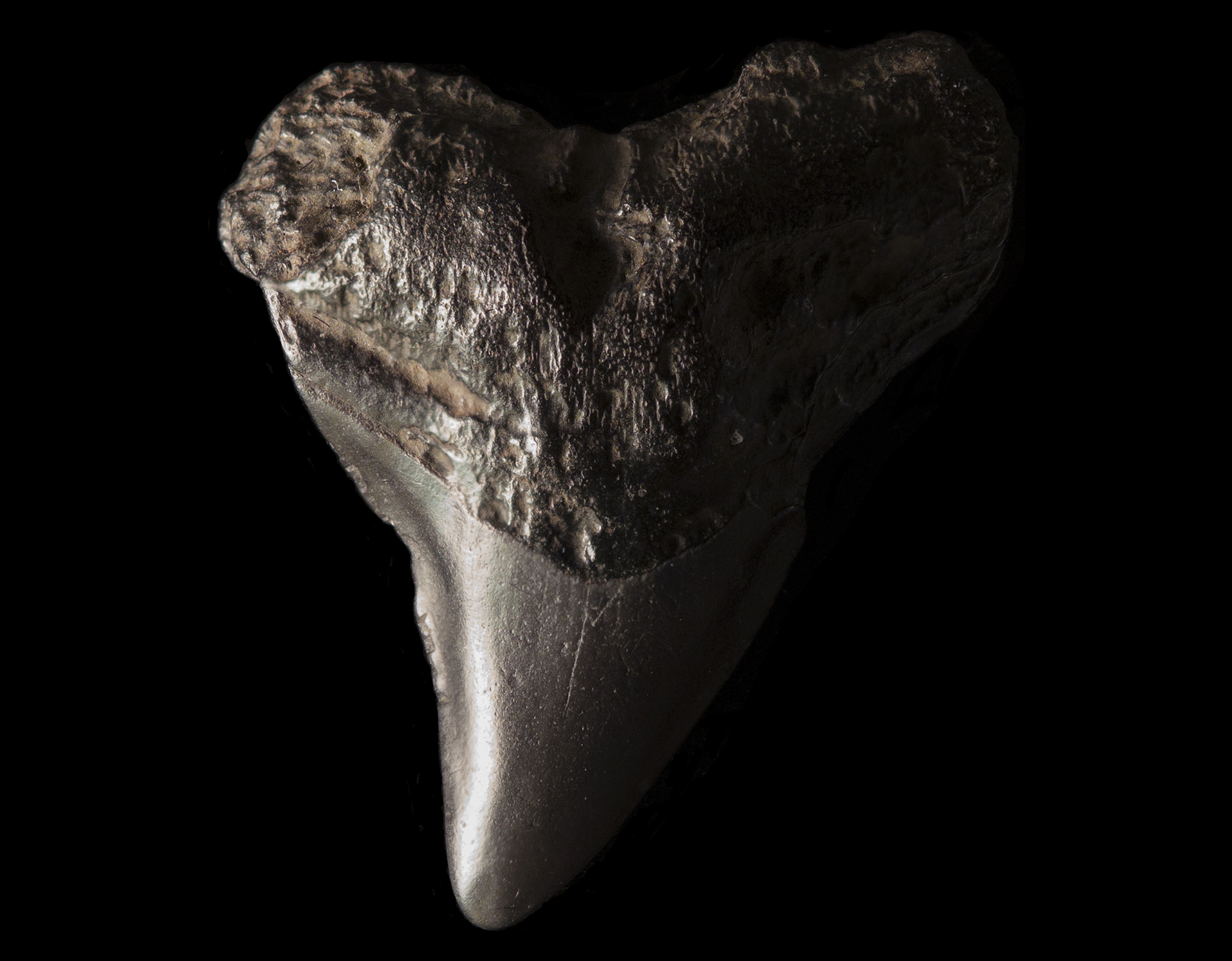 Lingual view of a fossilized prehistoric tooth of the lower jaw of a bull shark (Carcharhinus leucas).