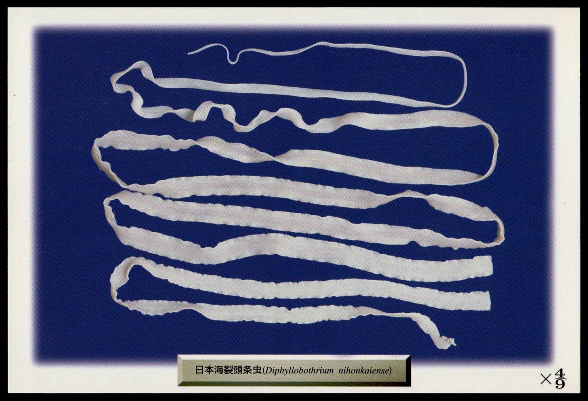 Postcard of an 8.8 meter (28.87 foot) tapeworm acquired through a visit to the Meguro Parasitological Museum in Tokyo. The museum's wall text in English reads, “A man in his 40s found a piece of a tapeworm coming out when defecated. He had developed no symptoms since he after raw salmon since he ate raw salmon, infected with a larval cestode, 3 months previously. Dr. Satoru Kamegai, the first director of MOM, collected the whole worm, 8.8 m long, from the patient using an antiparasitic drug. It is amazing to think how fast this tapeworm grew inside a human body."